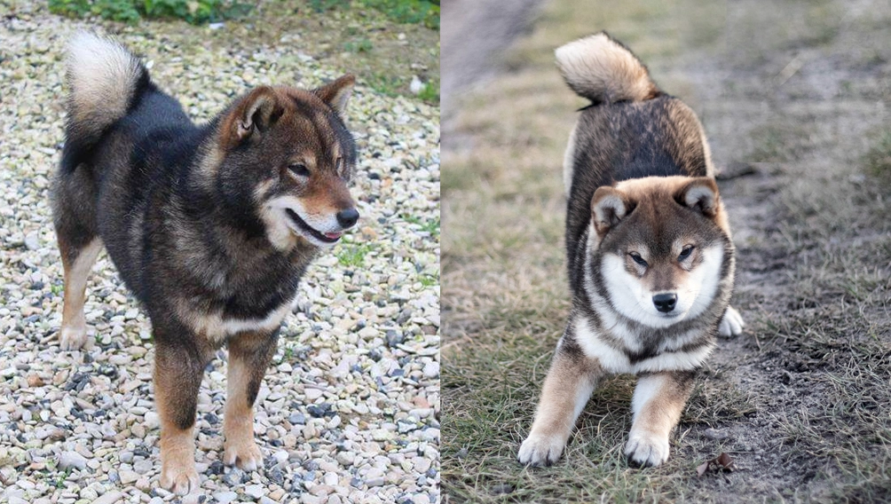 sezam czarny shiba inu sezamowy sesame