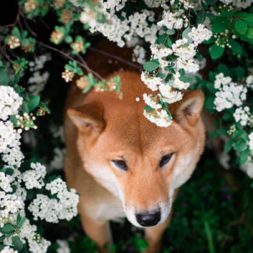 Mały piesek z zarośli – pochodzenie nazwy
